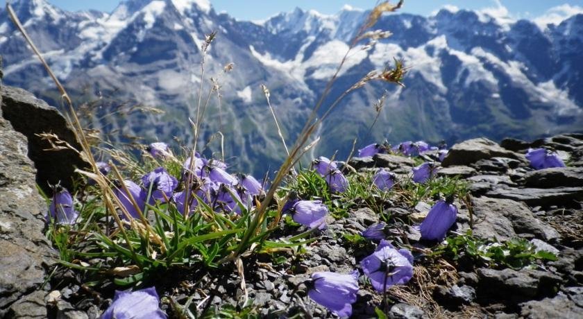 Фото Pension Gimmelwald