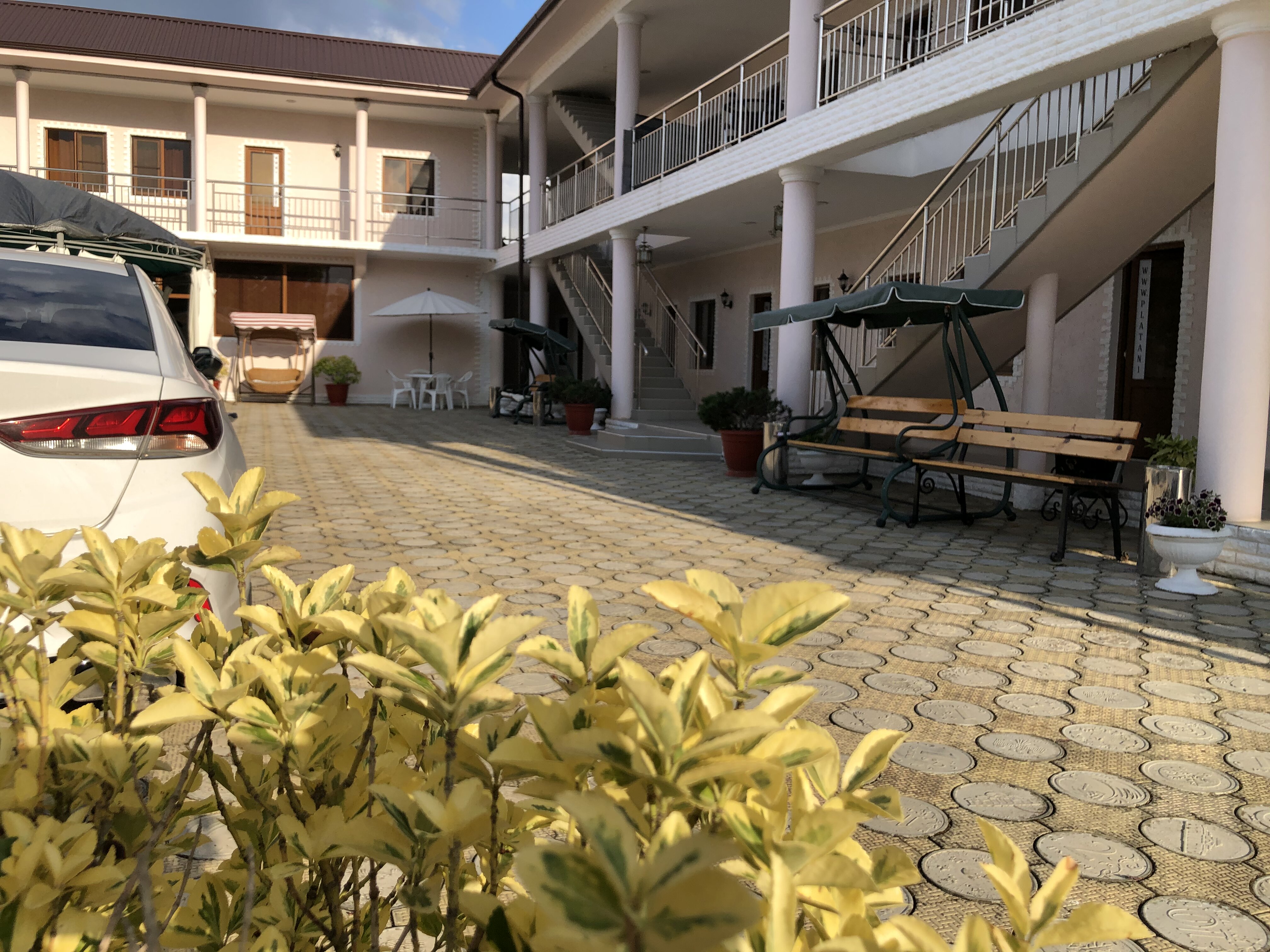 Фото Платан