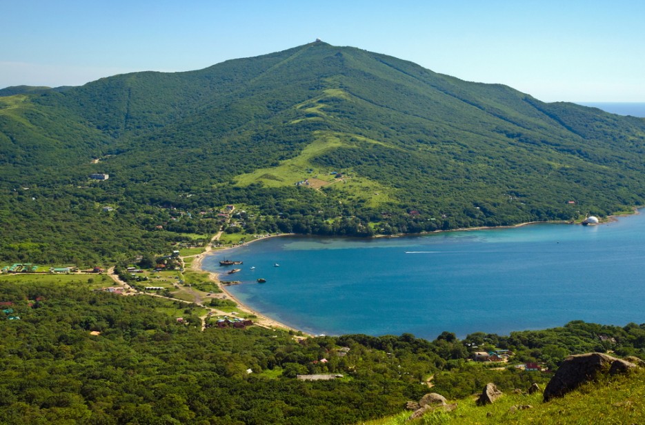 Фото Ромашка-Витязь