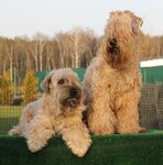 Angely Charli (Khoroshyovskoye Highway, 68к4), animal nursery