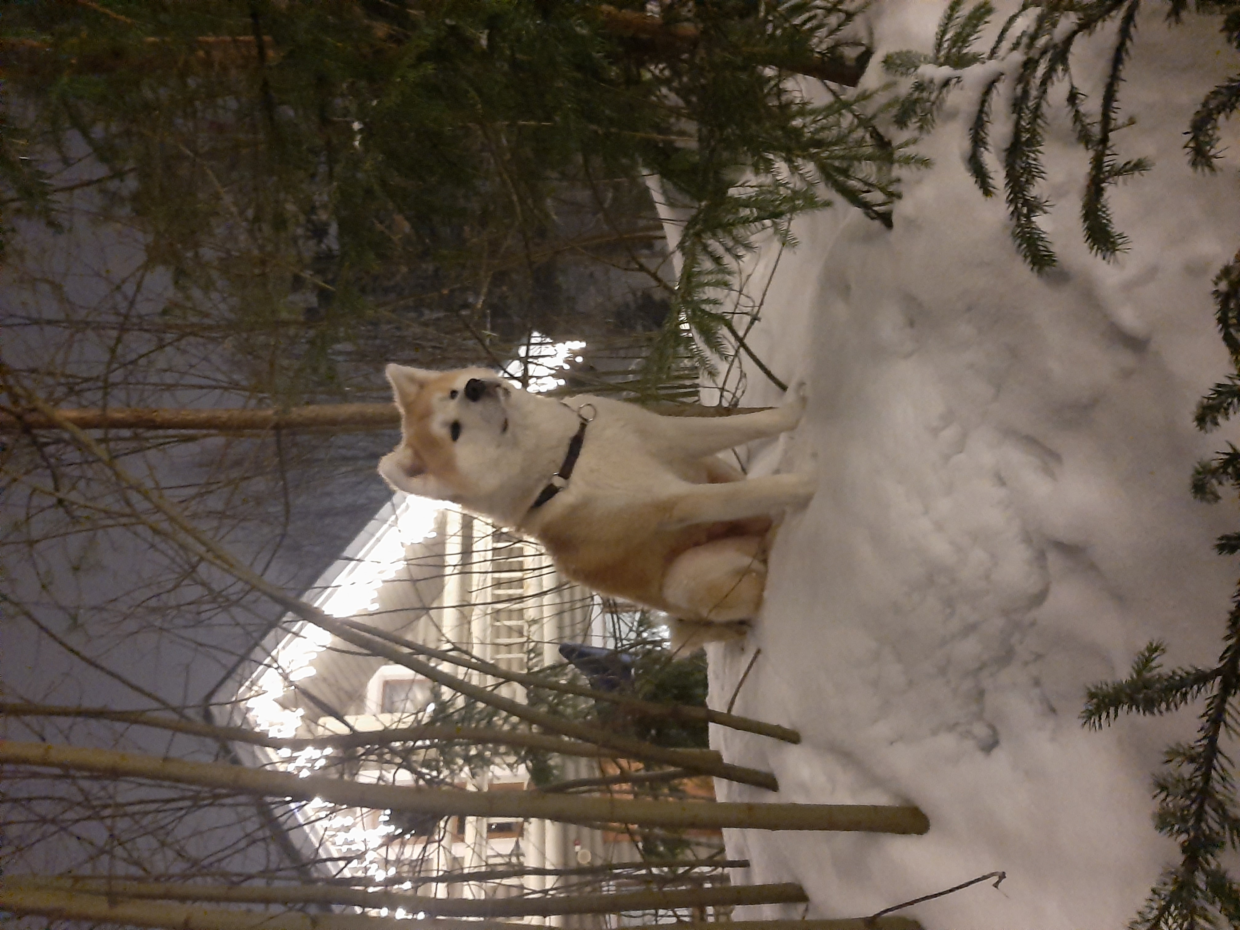 Фото Фрегат