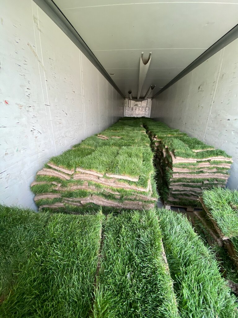 Landscape design Moses Grass, Almaty, photo