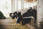 Live Weight - Butcher's Shop (derevnya Pirogovo, Azin Street, 18), meat products wholesale