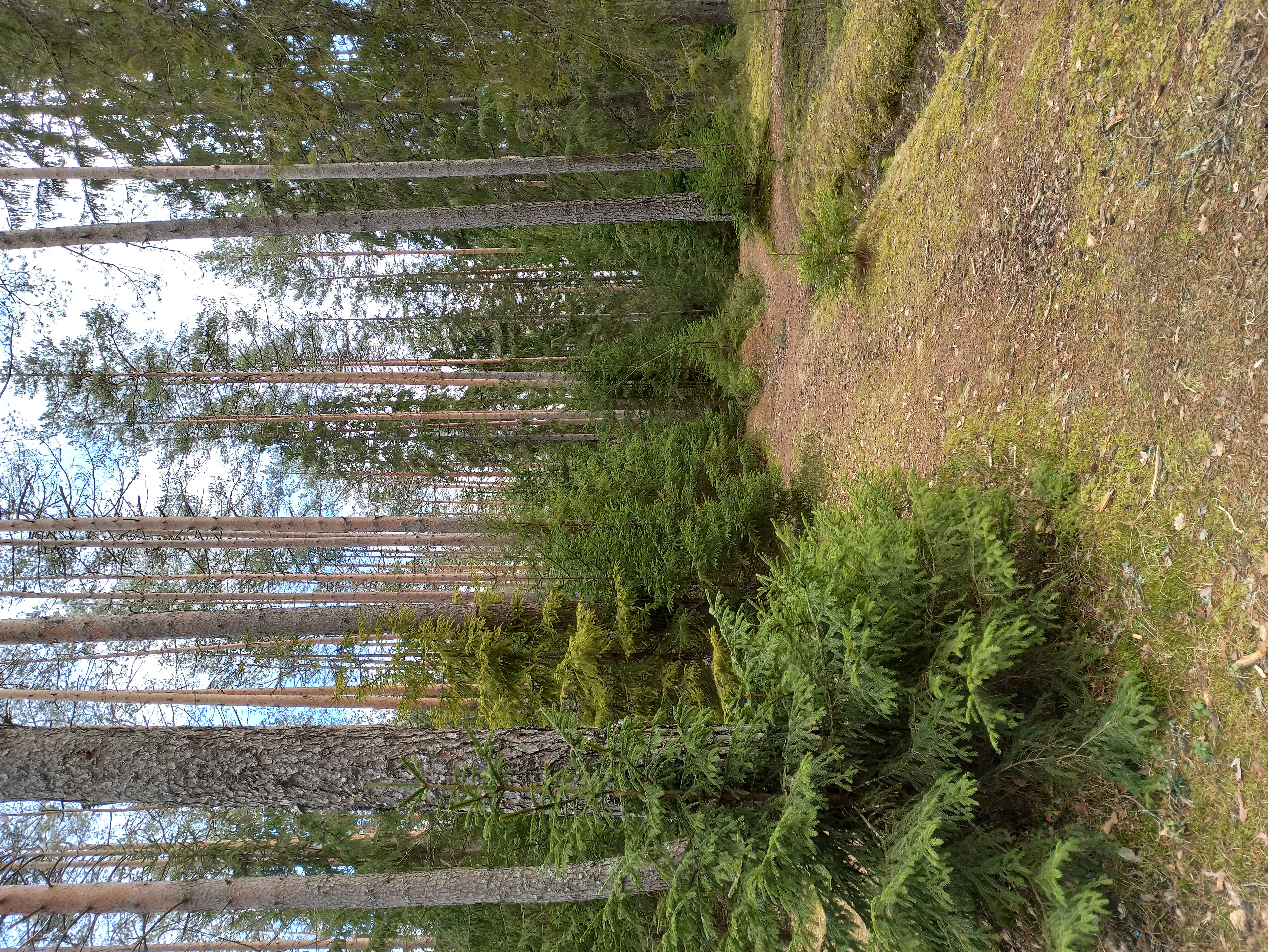 Фото Лесная Рапсодия