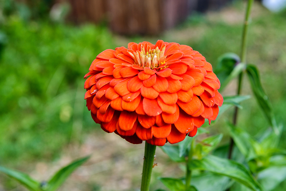 Фото Космонавт