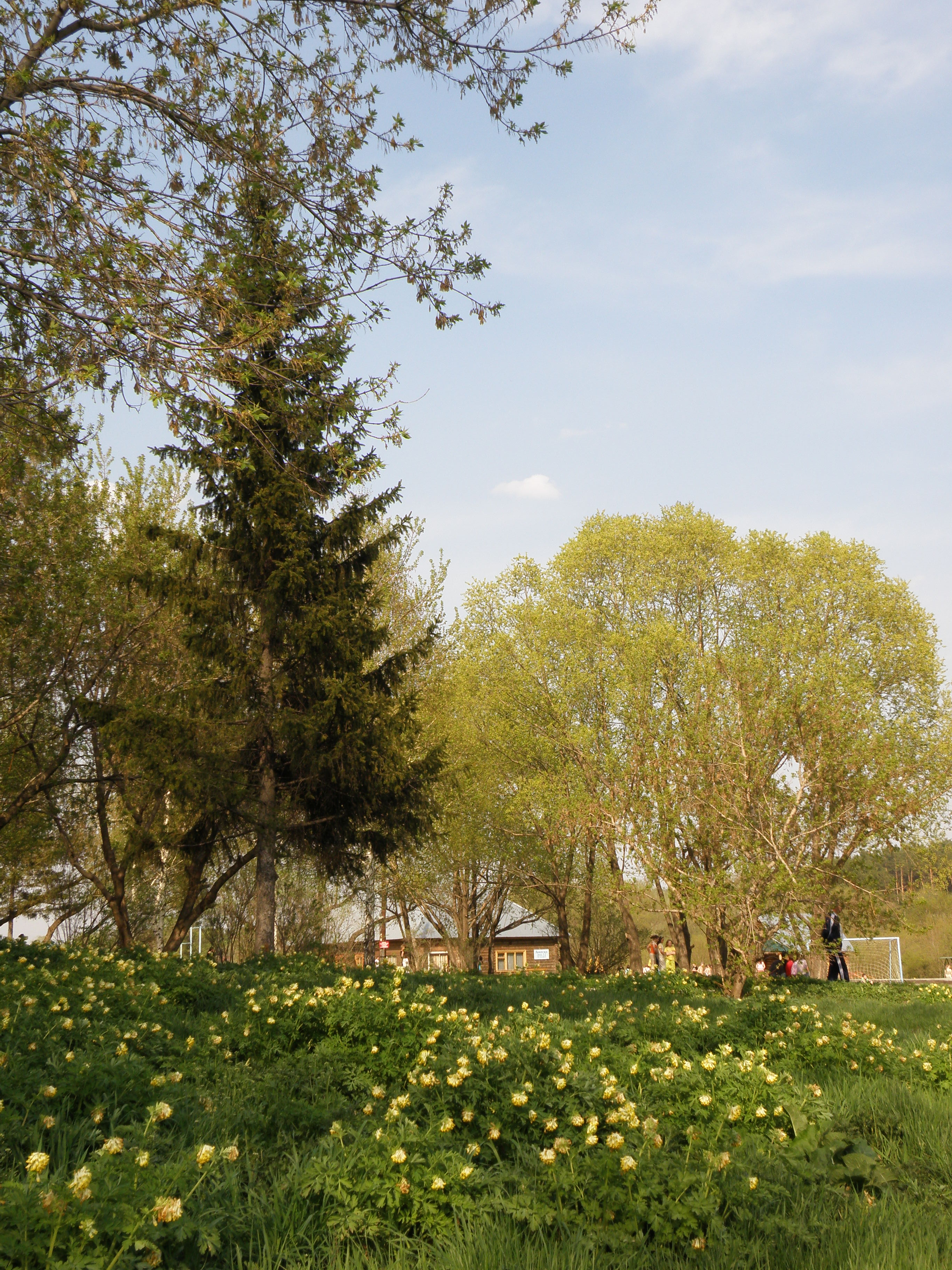 Фото Сосновый бор