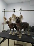 Primavet (Saint Petersburg, Petergofskoe Highway, 72к4) ، عيادة بيطرية