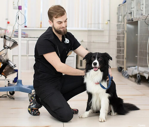 Прайд, ветеринарная клиника, Минеральная ул., 32, Санкт-Петербург ...