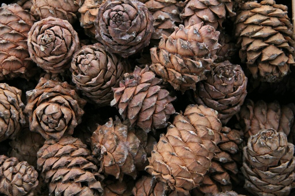 Food manufacturers Point of reception of pine cones and nuts, Tomsk, photo