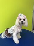Zoosalon Dendi Dog (Trubny pereulok, 8), pet salon