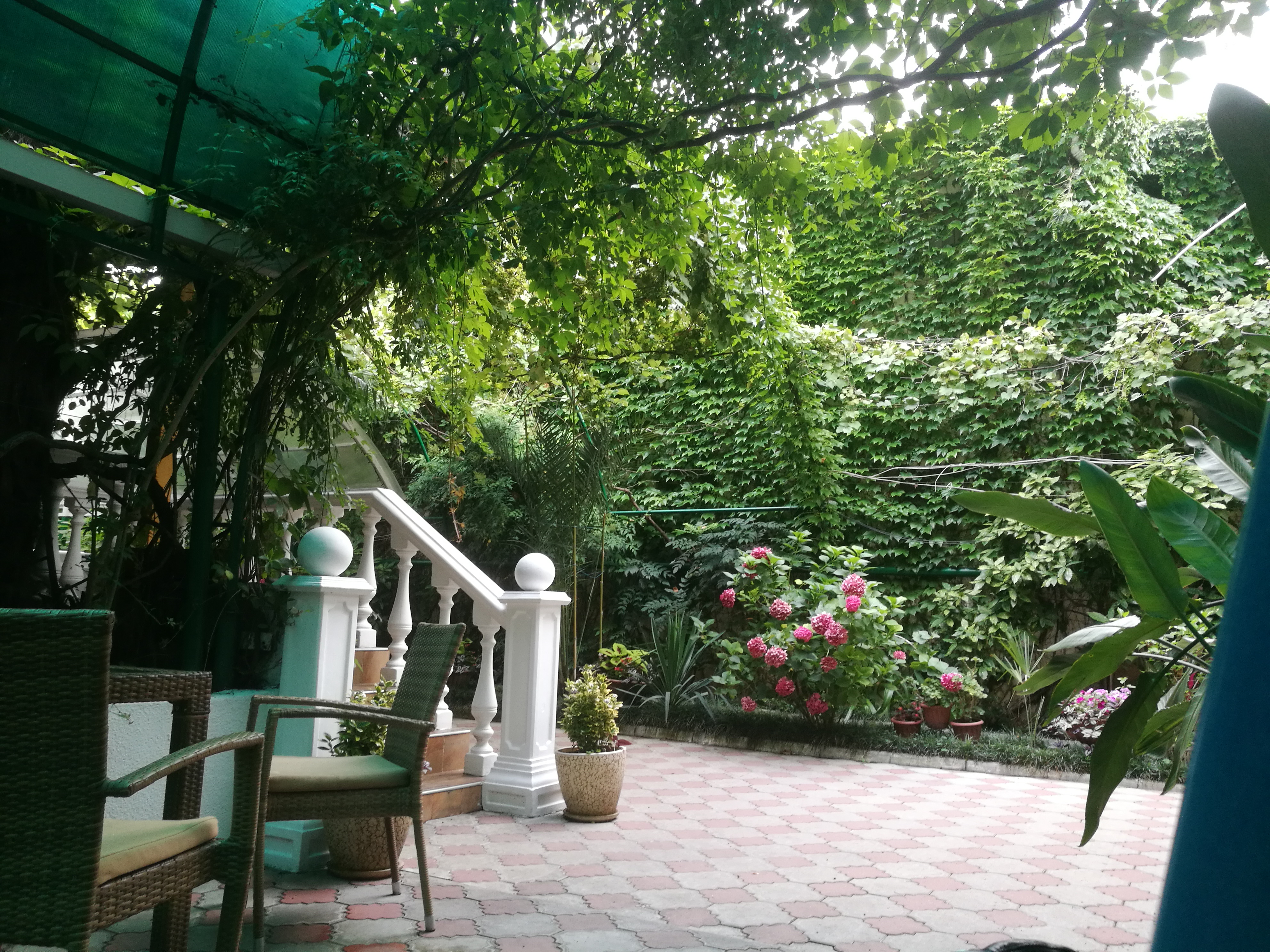 Фото Эдельвейс