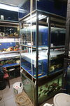 SokolFish (Kuusinen Street, 25), tienda de animales