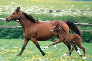 Фото Митричево