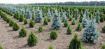 Pitomnik dekorativnykh rasteny Zeleny kapital (khutor Tersko-Kalambetskiy, Prikubanskaya ulitsa, 2), plant nursery
