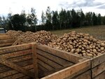 KFKh Pavlyuka Vozrozhdeniye (derevnya Lesnaya, ulitsa Druzhby Narodov, 1), vegetables and fruit wholesale