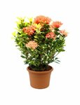 Blush & Bloom Flower (Sheikh Hamdan Building R5, Sheikh Hamdan Colony, Al Karama, Bur Dubai, Dubai), flower shop