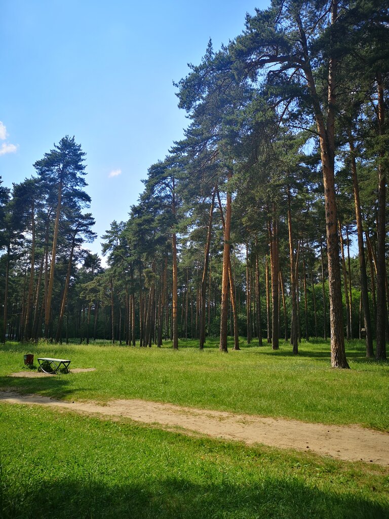 Сосновый Парк Фото
