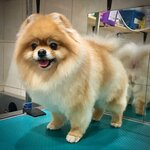 GroomBoom (Novocheryomushkinskaya Street, 16), pet salon