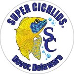 Super Cichlids (Delaware, Kent County, Dover), pet shop