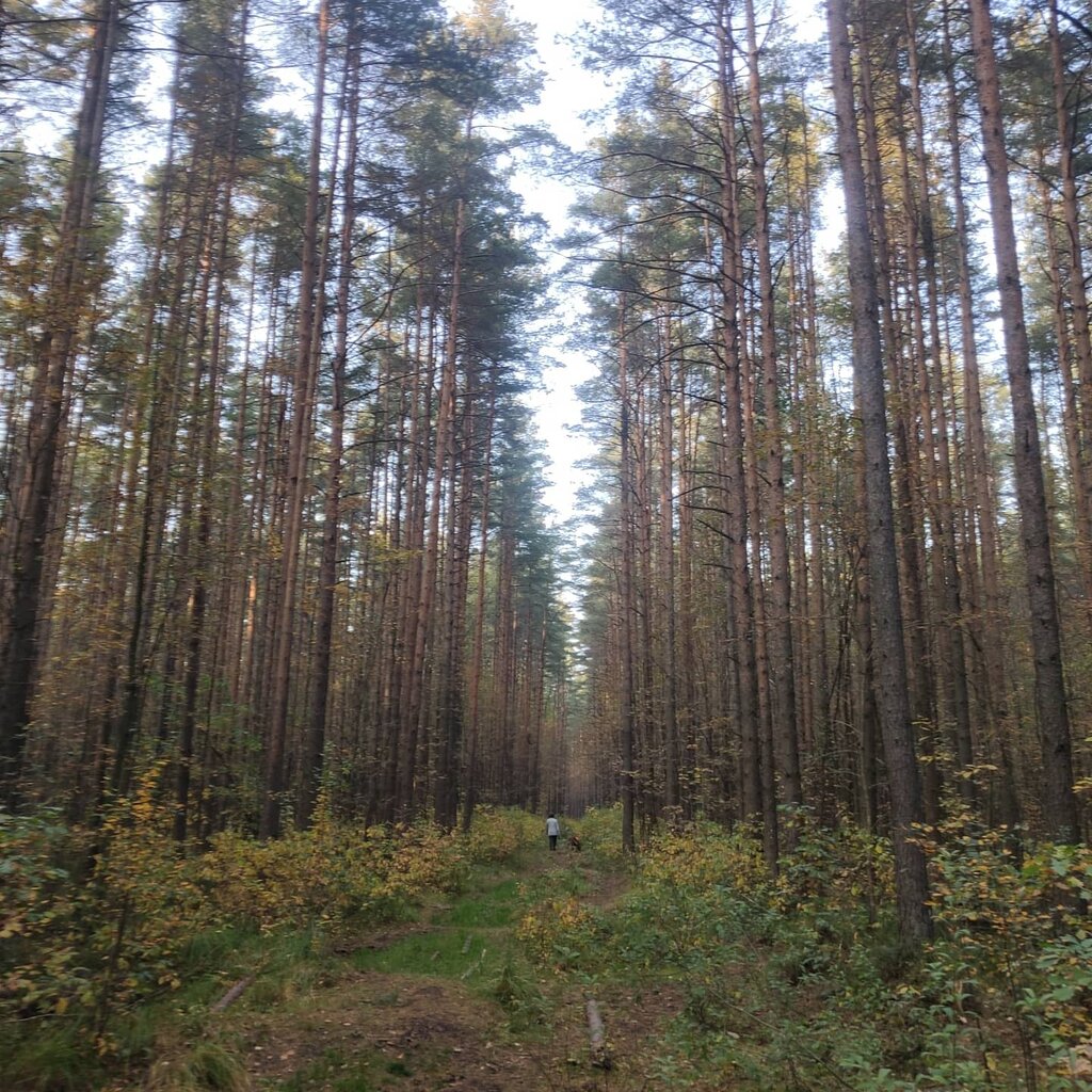 Nature reserve Государственный природный заказник регионального значения Новоорловский, Saint Petersburg, photo
