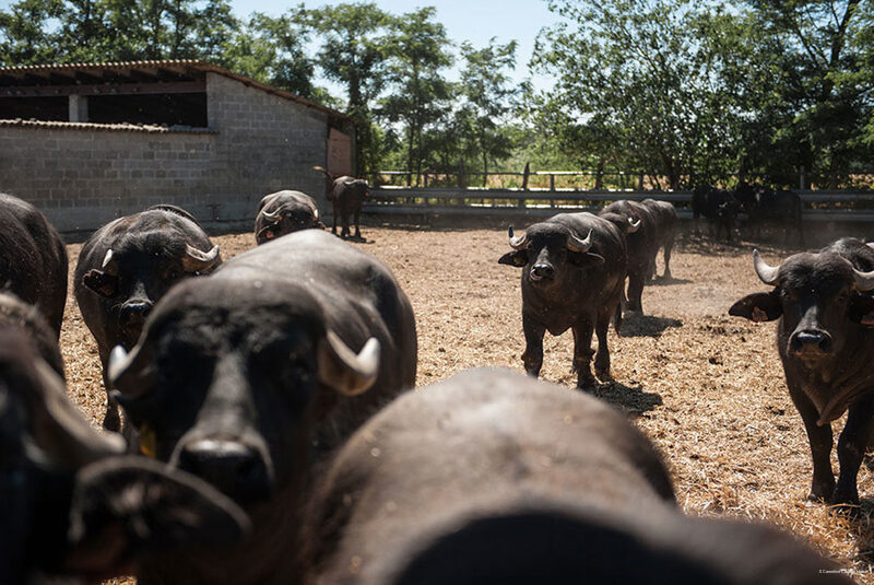 Фото Il Carrettino Country Hotel