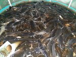 Клариус (posyolok gorodskogo tipa Rybnaya Sloboda, Ozyornaya ulitsa, 1А), pesca, piscicultura