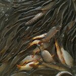 Damachi Balik (Tashkent Region, Zangiata District, Settlement of Damashi), fisheries, fish farming