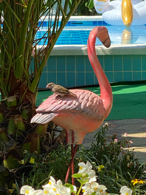 Фото Фламинго