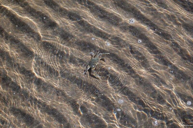 Фото Hotel Villa Mirna