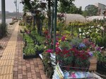 Inebolu Landscaping (Kocaeli, Cayirova District, Muhsin Yazıcıoğlu Cad., 52), landscape design