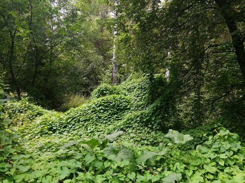 Лесопарк Лисьи горки, Новосибирск, фото