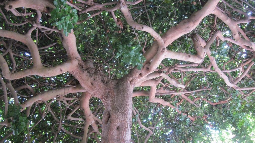 Фото Villaggio La Pizzuta