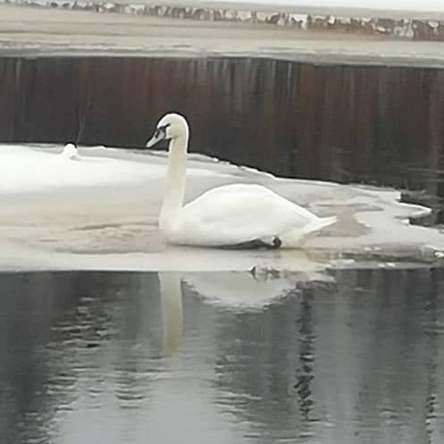 Фото Умосту