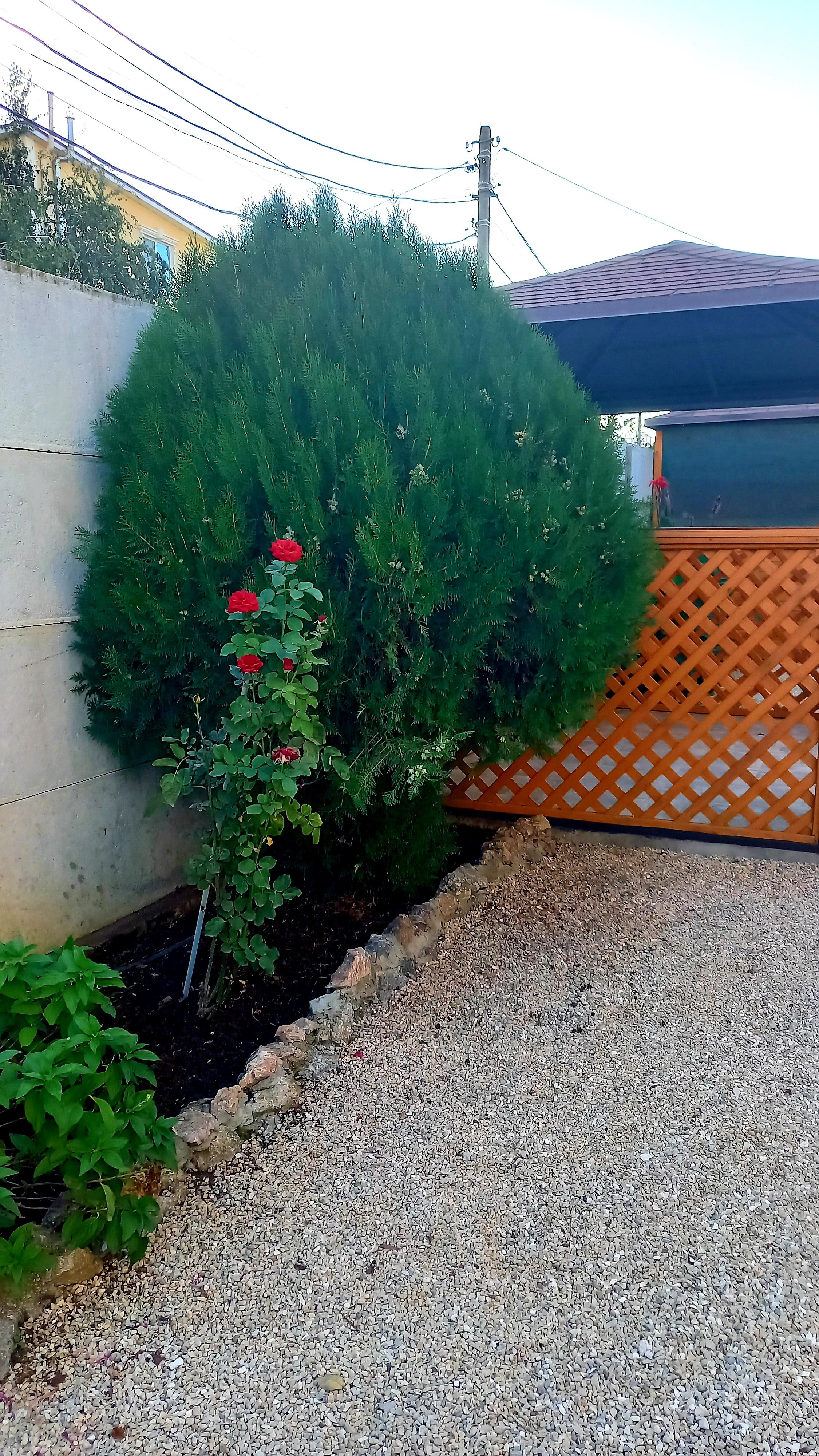 Фото Белый парус