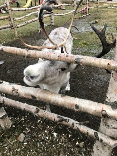 Отдых на ферме Мурманская страусиная ферма в Кильдинстрое