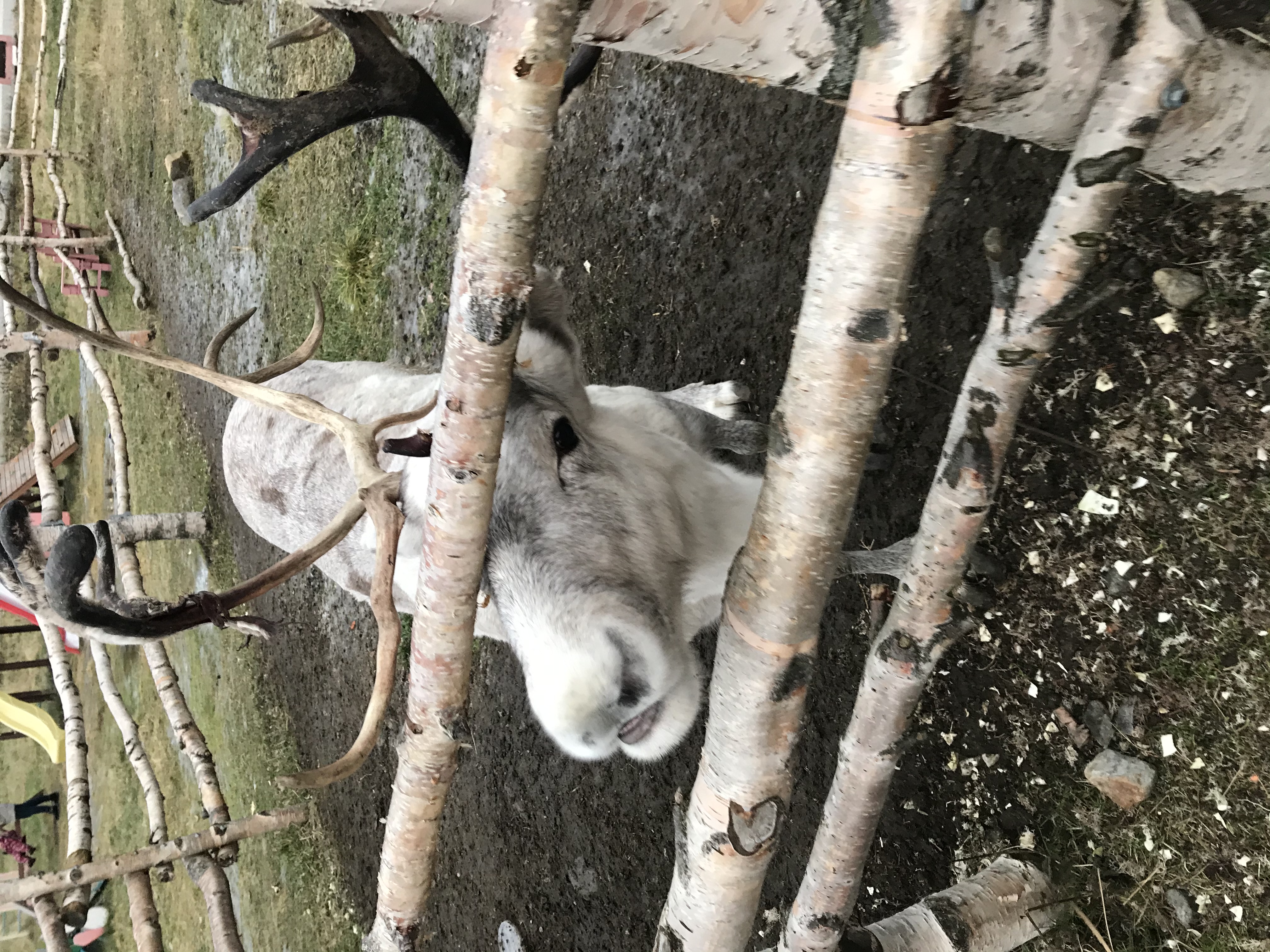 Фото Мурманская страусиная ферма