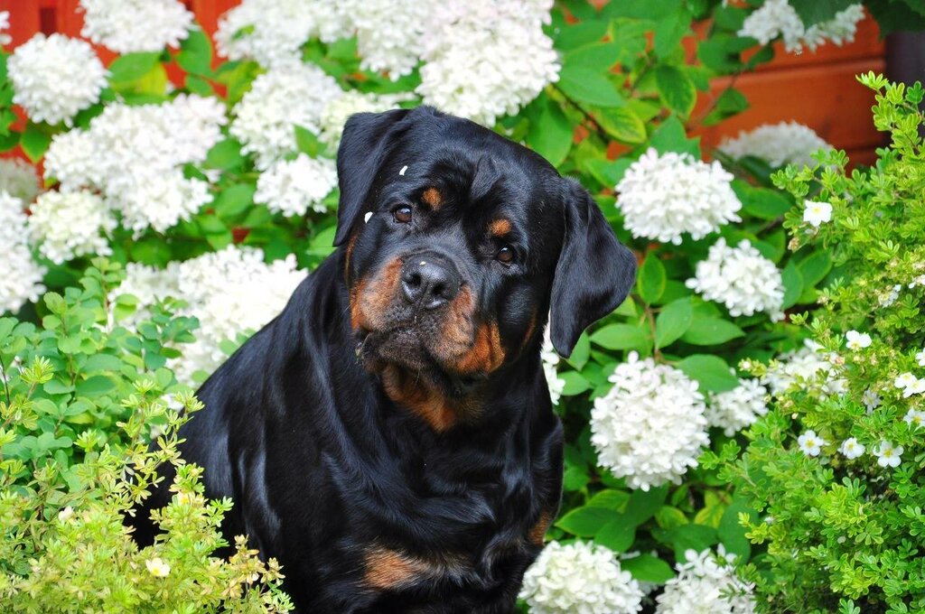 Верные и преданные