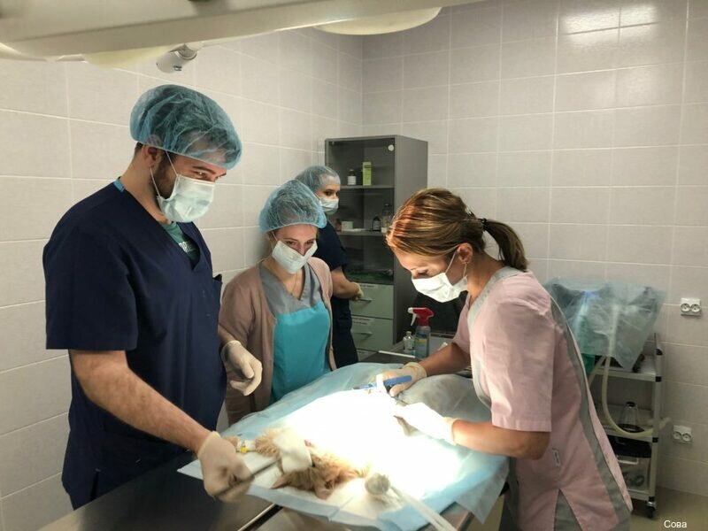 Сова болотниковская ул 53 корп 3 фото