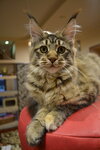 Питомник кошек породы мейн-кун Edelvion (posyolok Svobody, ulitsa Marshala Zhukova, 87), vivero de animales