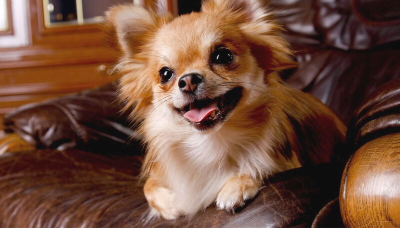 Фото Divani Palace Acropolis Hotel Αθήνα