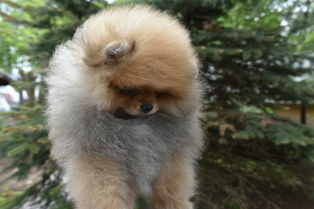 Animal nursery Питомник померанских шпицев Глория Прайд, Moscow and Moscow Oblast, photo