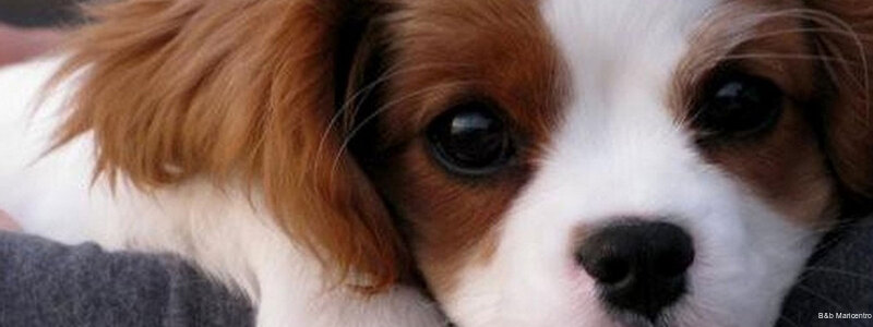 Фото B&b Maricentro