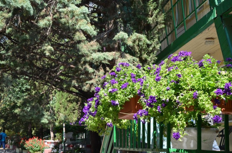 Фото Алые Паруса