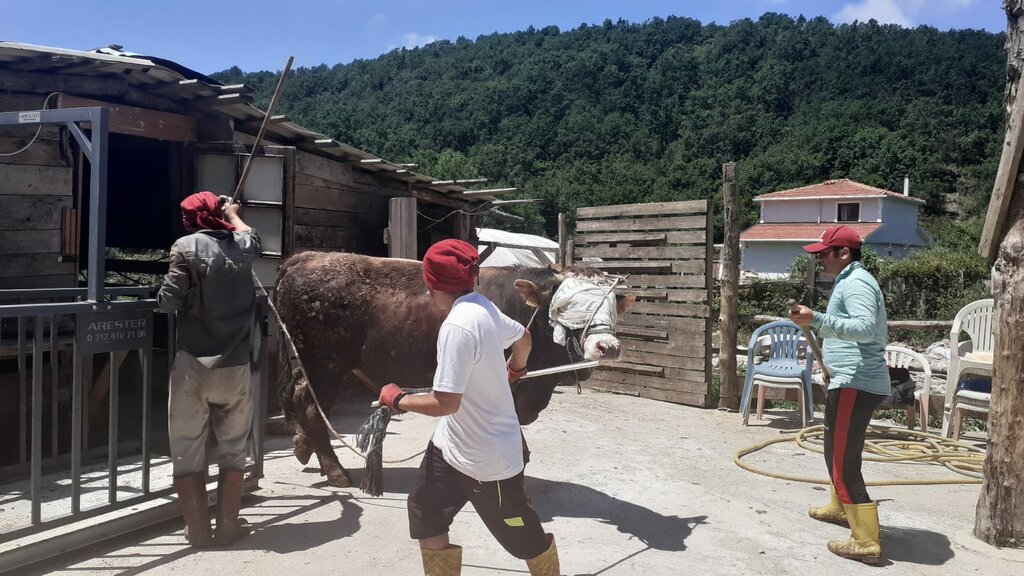 Yiğit Kasap, kasap, şarküteri, Sahilköy Mah., İstanbul Cad., No122