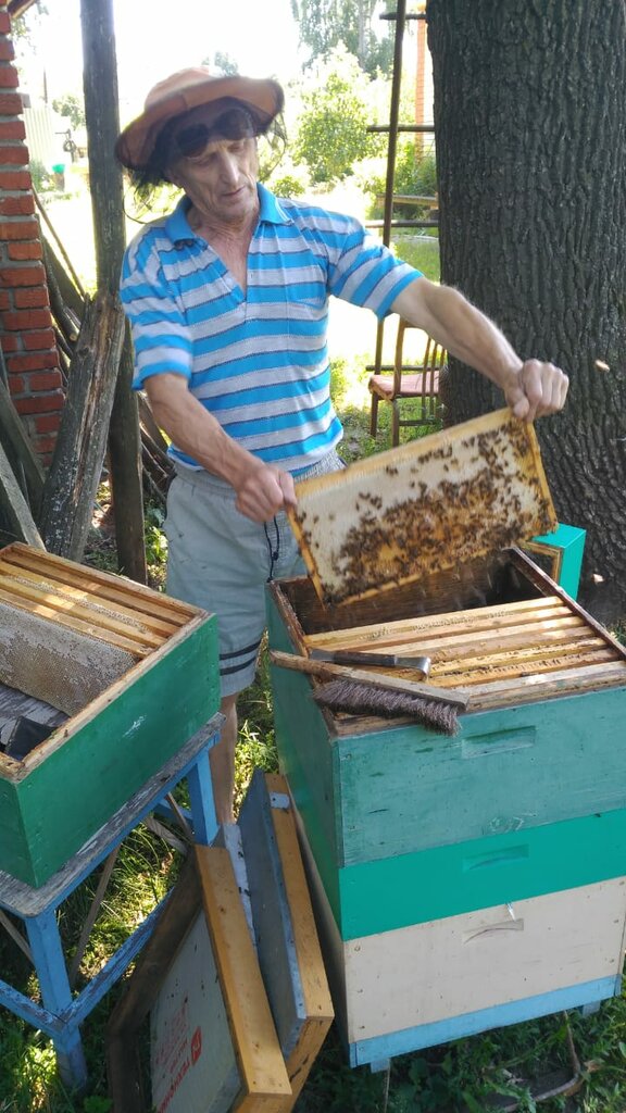 العسل وتربية النحل Alexey Neverov's family nomadic apiary ، ، صورة