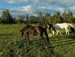 Farm Ladnoe (derevnya Stepurino, 21), club de caballos