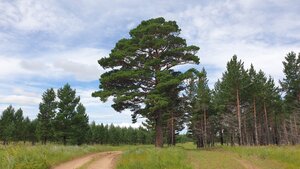 Federal State Budgetary Institution State Natural Biosphere Reserve Daursky (selo Nizhniy Tsasuchey, Komsomolskaya ulitsa, 76) ، محمية
