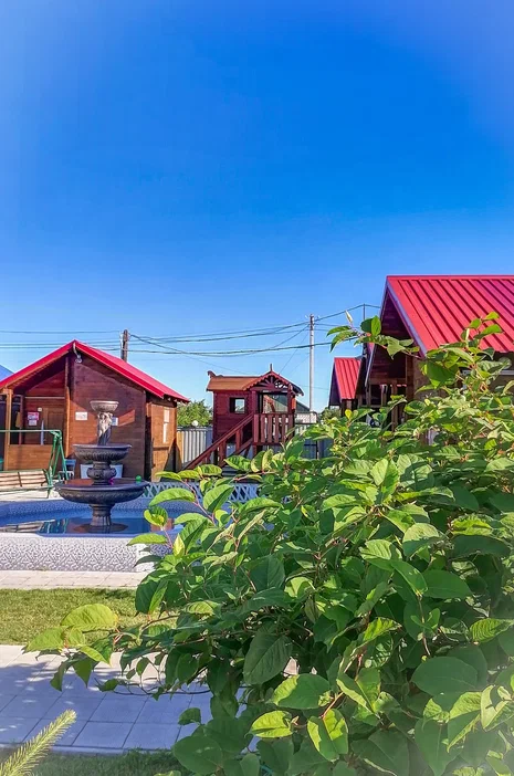 Фото Лазурное Яровое