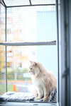Antikoshka (Saint Petersburg, Marata Street, 82), pet products wholesale