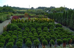 Vasha Usadba (Nizhniy Novgorod Region, Kstovskiy munitsipalny okrug, Bolsheyelninskiy selsovet), garden center